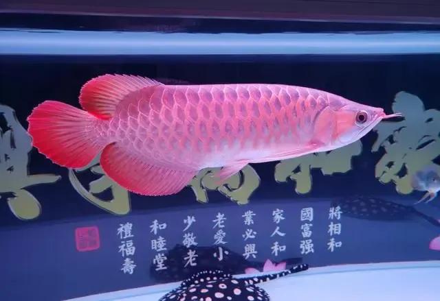 一条龙鱼的价格多少,一条龙鱼养大多少钱