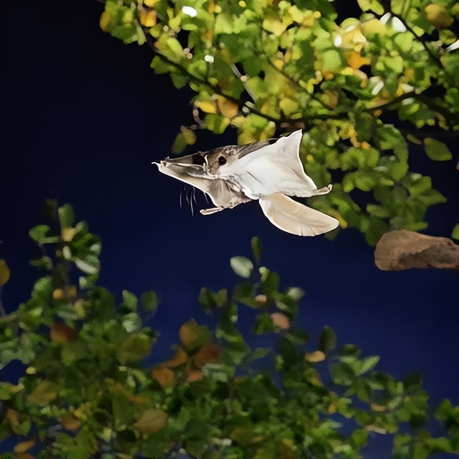飞鼠-可以飞翔的松鼠，中国自古有之，但现在为什么却很少呢