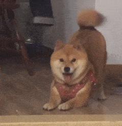 主人被隔离宠物怎么办,主人确诊了猫狗怎么办