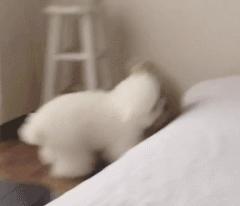 比熊尾巴下垂是什么病,比熊眼圈发红是什么病