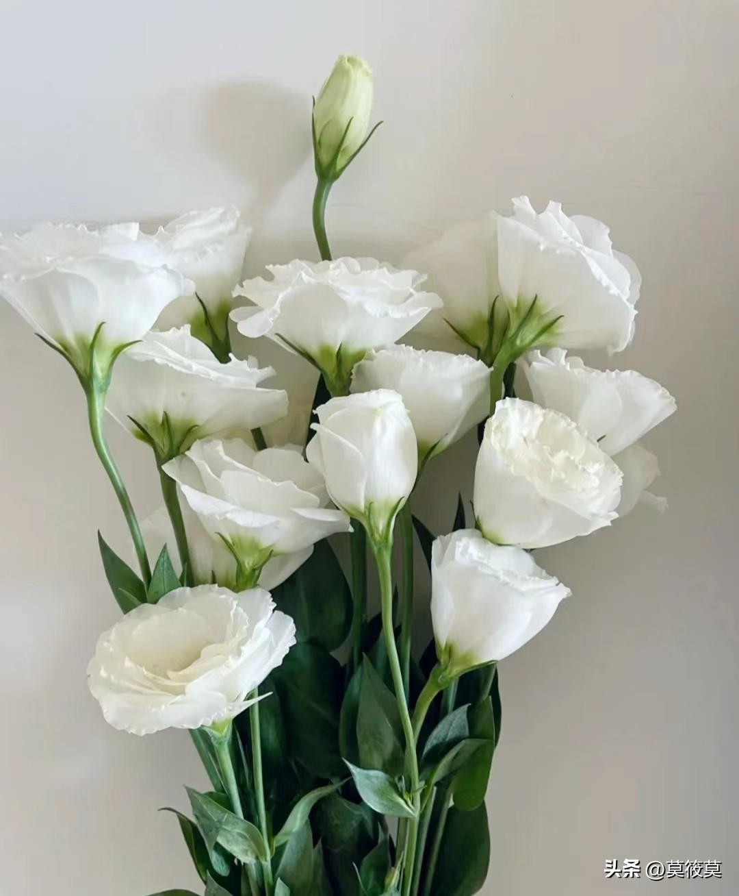 50种常见鲜花的花语大全,各种鲜花的花语和寓意图片欣赏