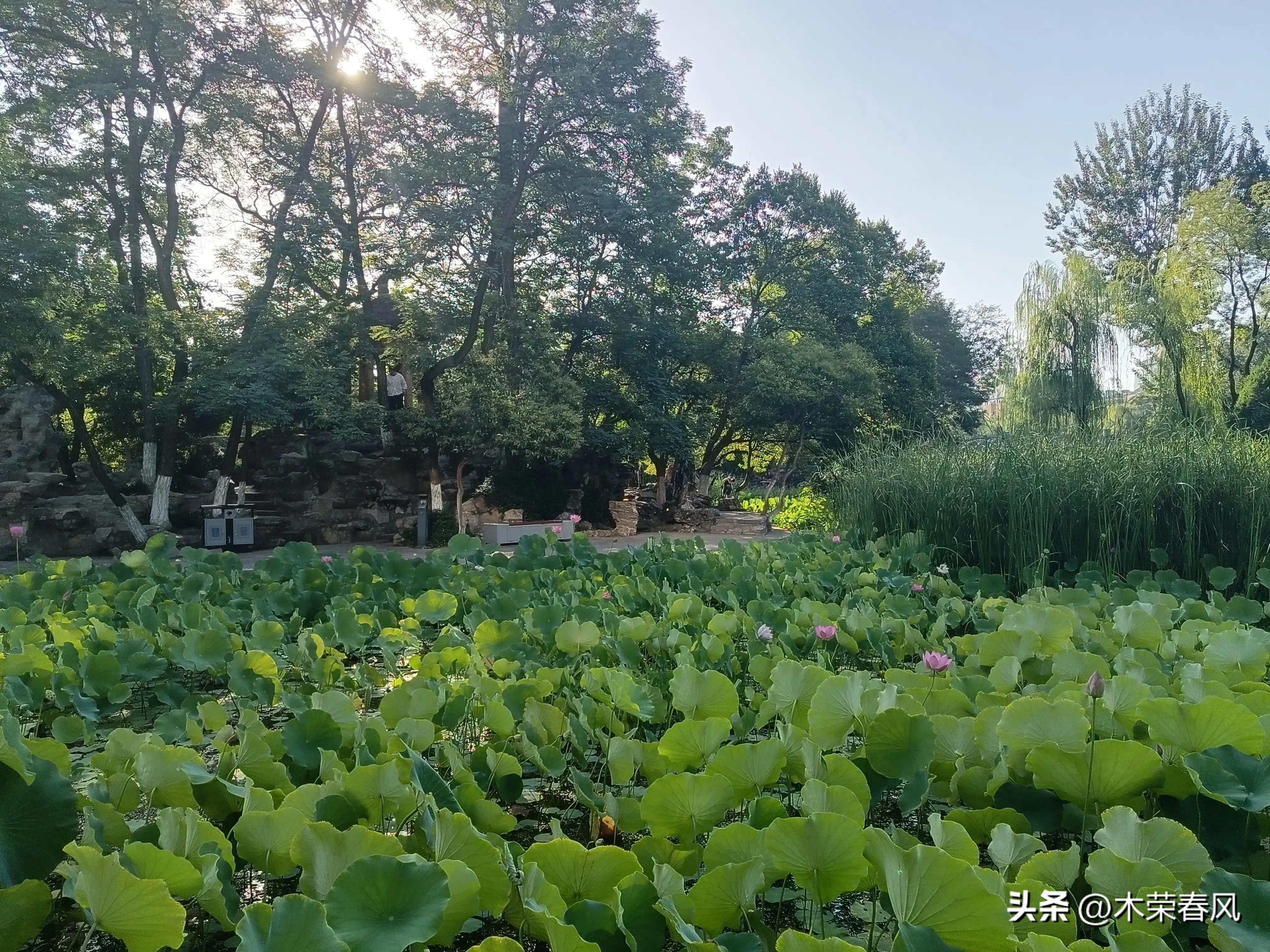 莲湖公园看荷花几点合适,莲湖公园荷花怎么走