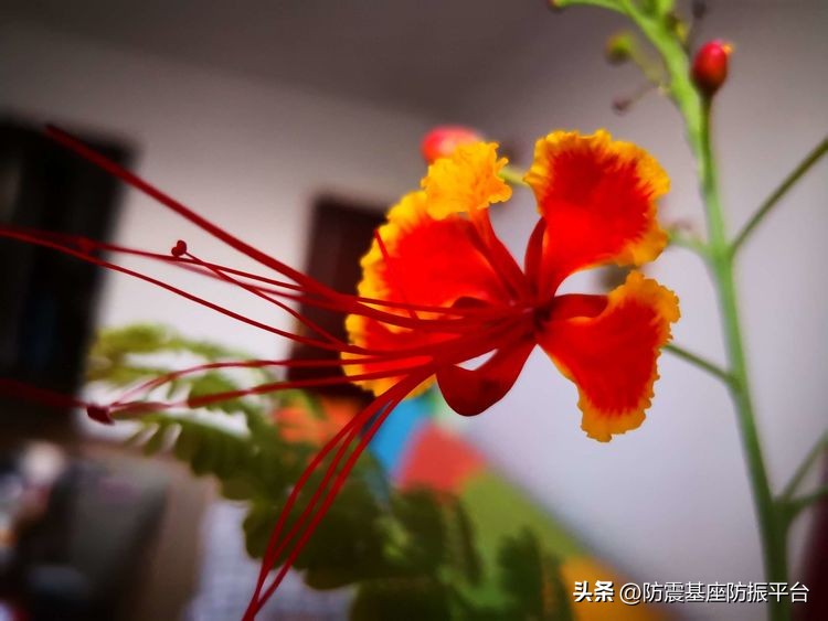 从发芽到开花的乐趣,从种子到果实成熟的感悟