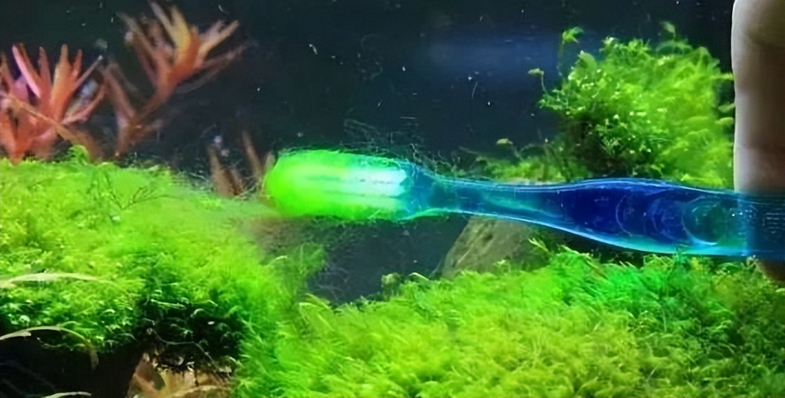 草缸叶子上的丝藻,草缸蓝丝藻