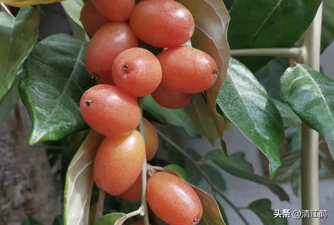 从未见过的稀奇物种,很多人没见过的奇怪生物