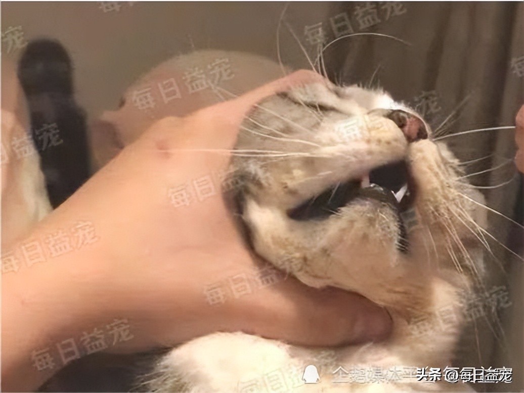 踢了猫咪肚子一脚呕吐,踢了猫肚子一脚有事吗