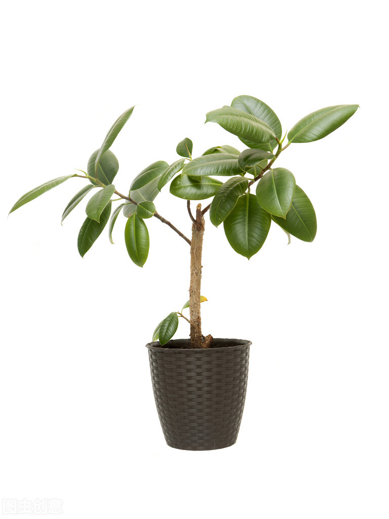 太实用了！45种常见植物养殖方法大全