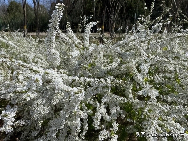 石家庄早新闻,早新闻完整内容