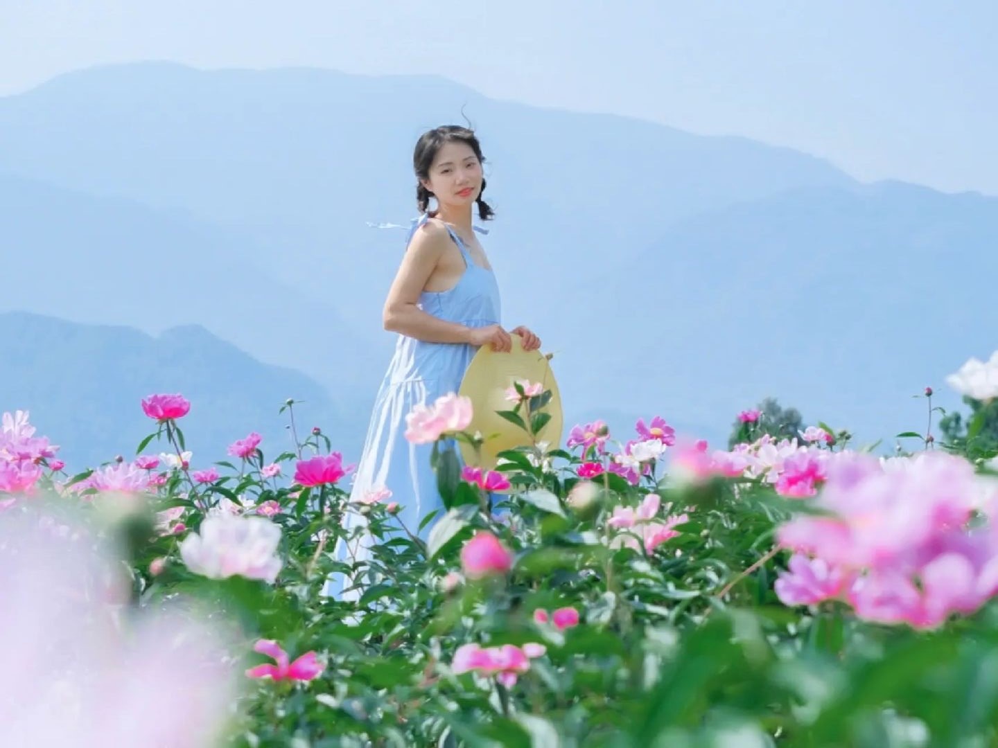 成都芍药花海景区,成都市内芍药花海