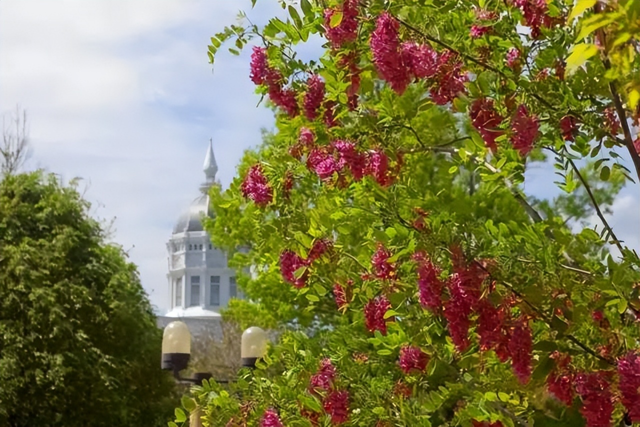 北方槐树今夏为什么玩了命地开花？花有毒，千万别吃