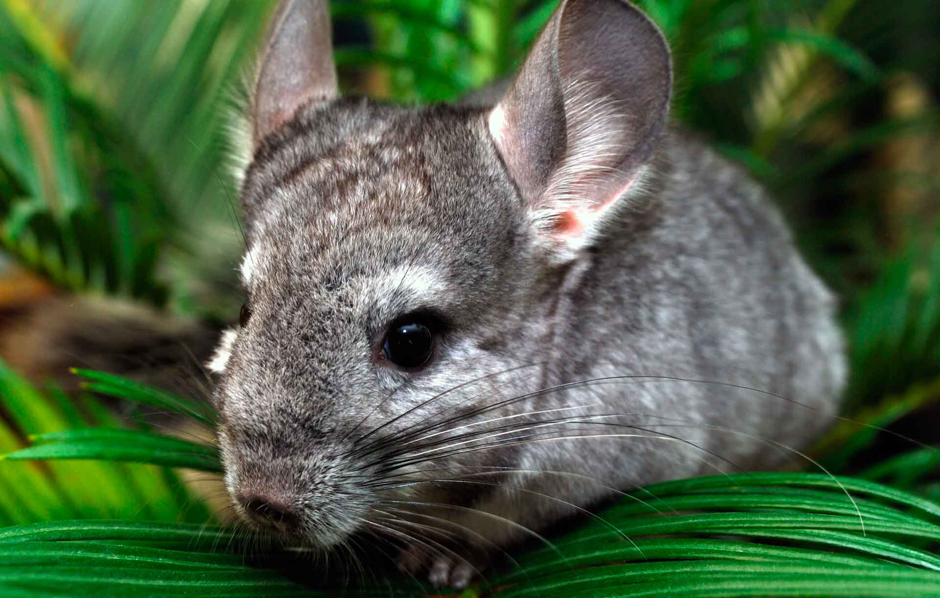 八种极为危险的可爱动物,猫是世界上最可爱的动物