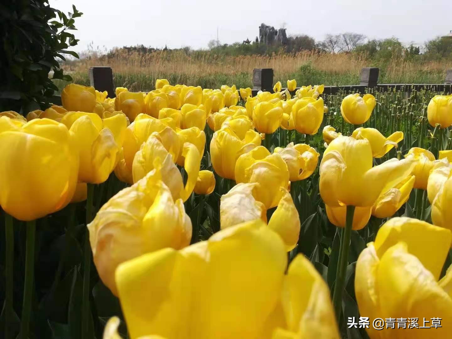 开封天波杨府最新视频,开封天波杨府表演时间