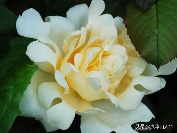 大花胖美人月季有几个品种,适合阳台养的大花月季品种