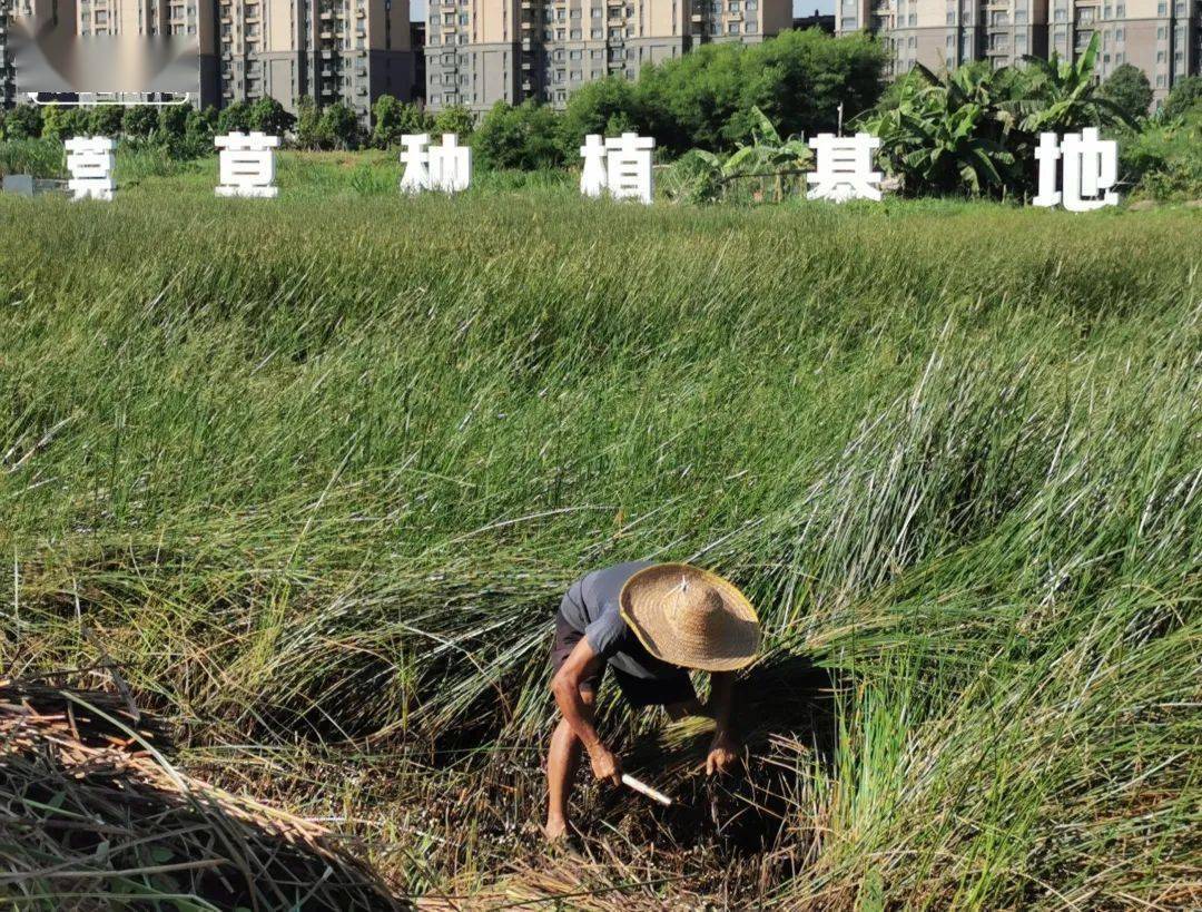 东莞美食和地标简介及特点,东莞的美食历史文化