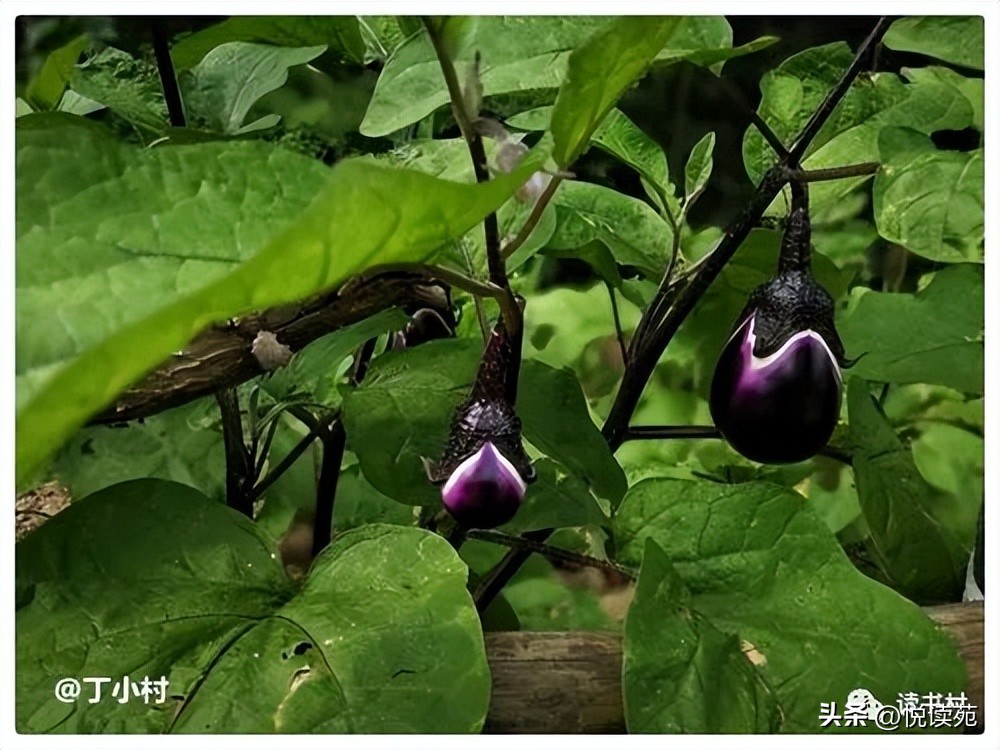 胡小燕竹笋视频,胡小燕摘花生视频