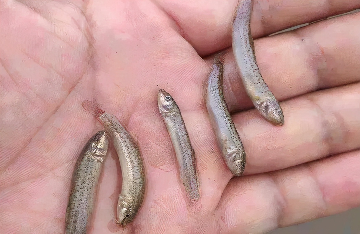 泥鳅党有多可怕,泥鳅党到底违不违法