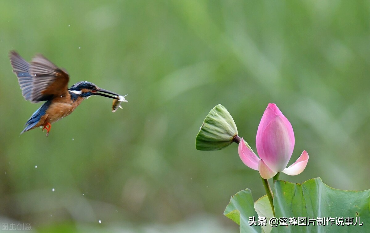 出淤泥而不染濯清涟而不妖深意,出淤泥而不染濯清涟而不妖相似词