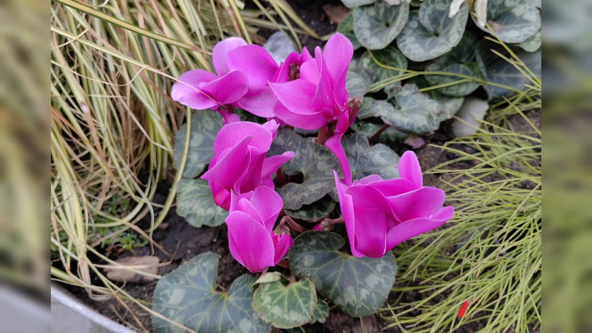 鸿蒙系统麒麟9000拍照,麒麟9000芯片的拍照手机