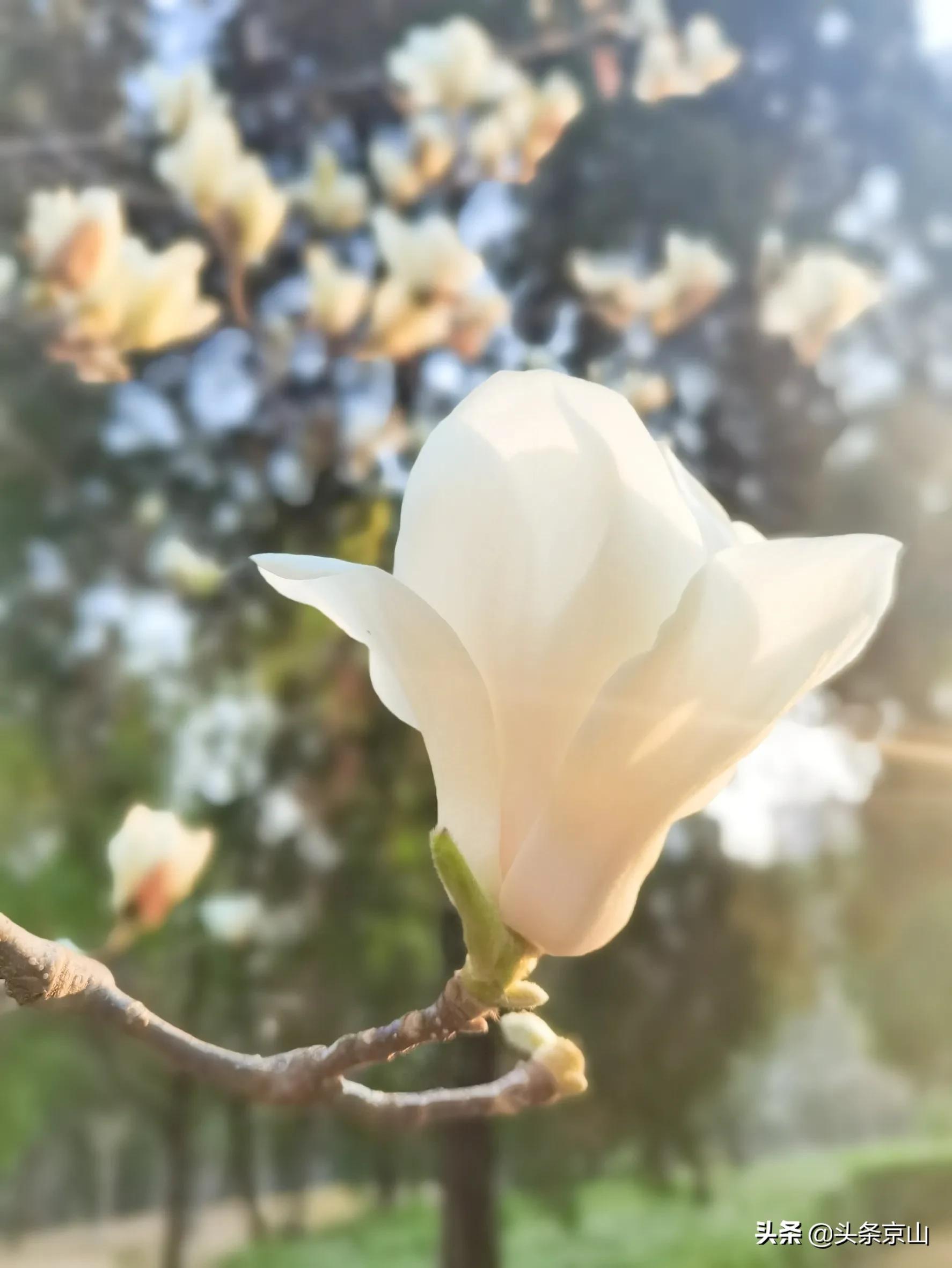 一支钢笔的记忆,一支钢笔给我带来的快乐