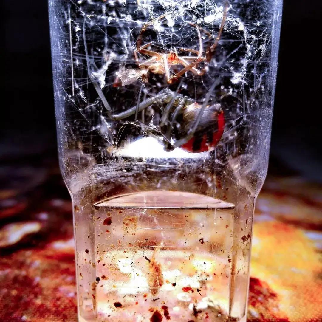 黑寡妇？广东男子被蜘蛛咬伤，手臂肿成两倍粗，一口下去差点丧命