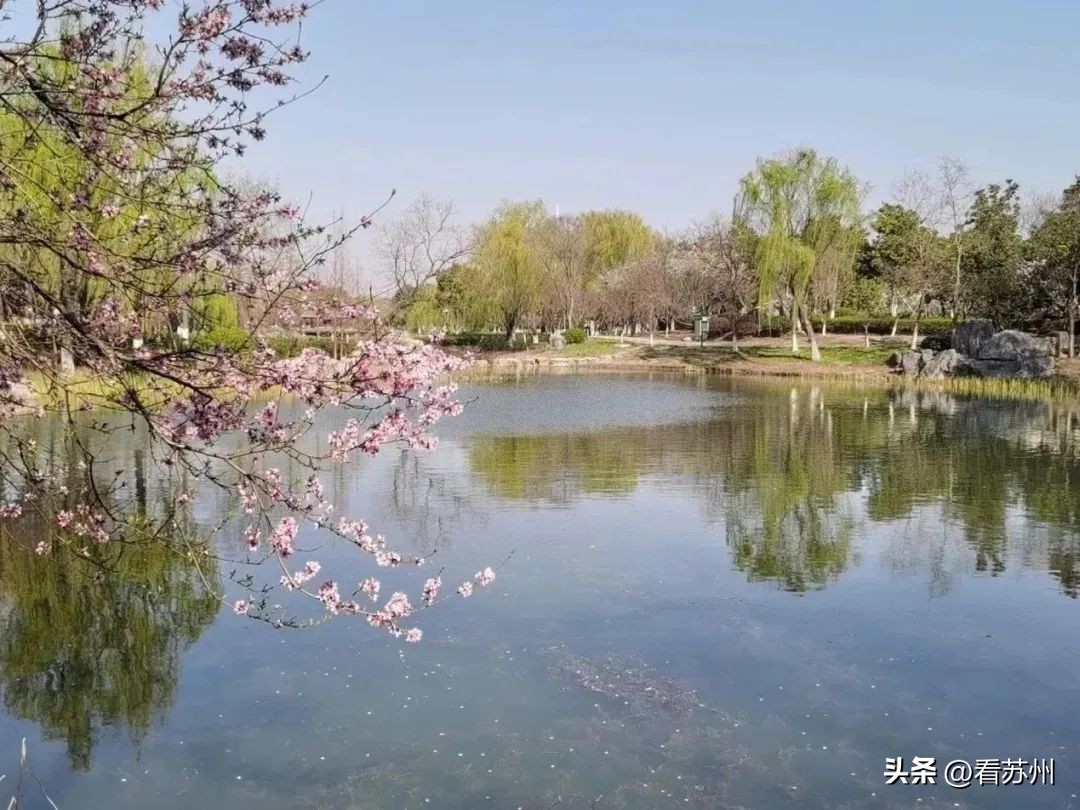 苏州赏花的地方,苏州三月中旬赏花去处
