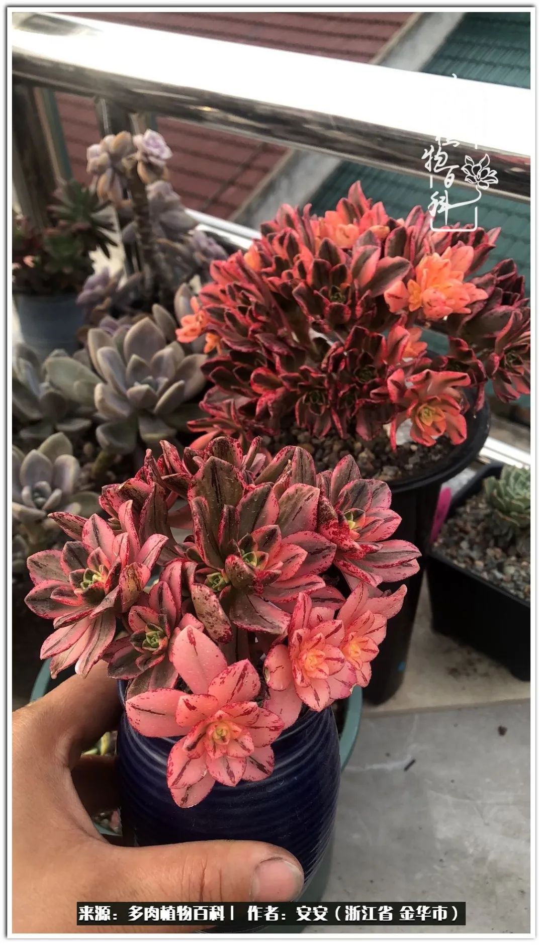 多肉法师花卉品种大全,多肉法师为什么叫法师