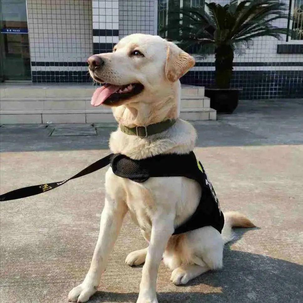 金毛拉布拉多柯基哪个适合新手养,老人适合养金毛还是拉布拉多