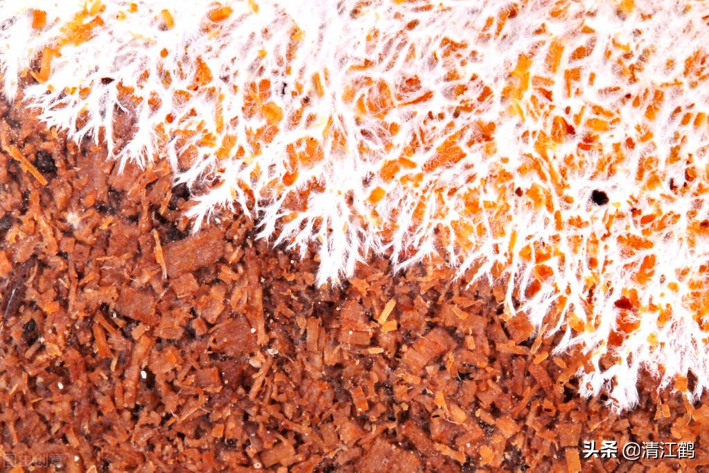 营养比鸡蛋好的竹姑娘怎么栽培产量高质量好？温度比施肥更重要