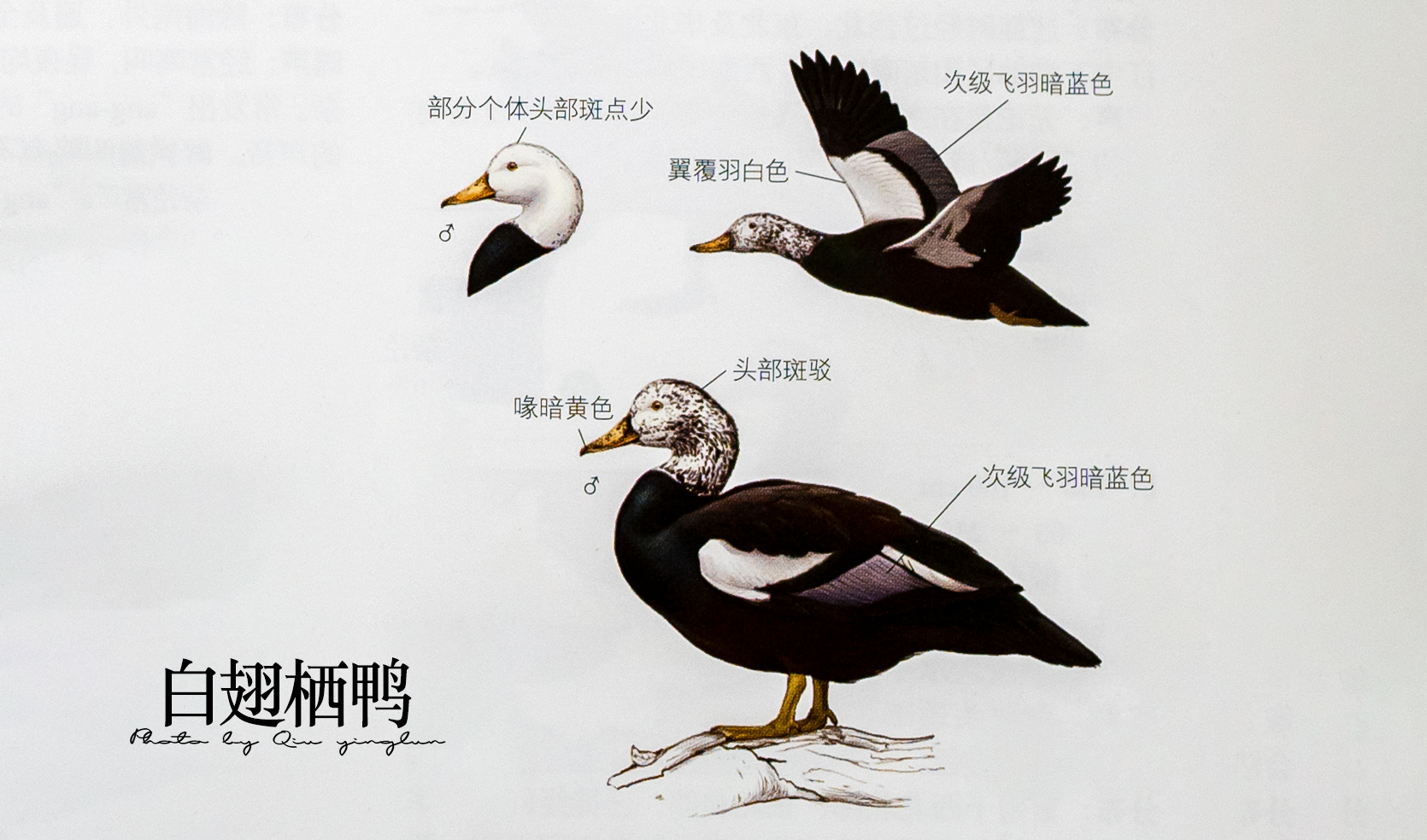 涓滄睙鎻借儨,涓滄睙鎻借儨楦熺被