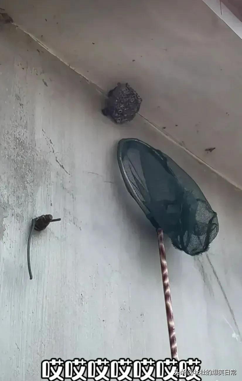 狮子魔性的笑声笑死人,狮子搞笑片