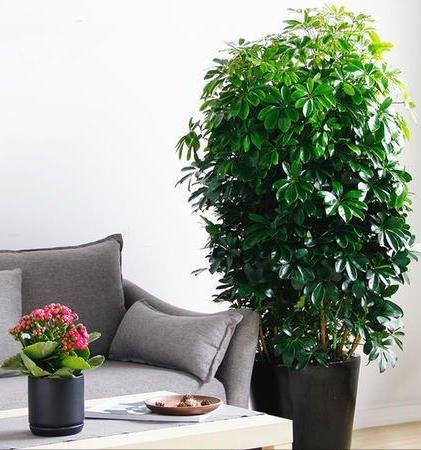 家里养什么花好看又旺财,在家养什么花好看又旺财