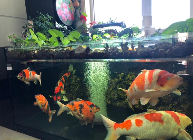 手臂纹锦鲤的忌讳和讲究,鱼池养锦鲤最忌讳7件事