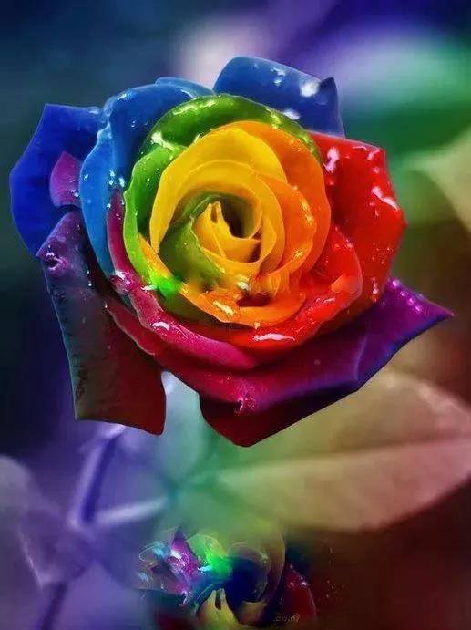 玫瑰花花语,玫瑰花花语列表