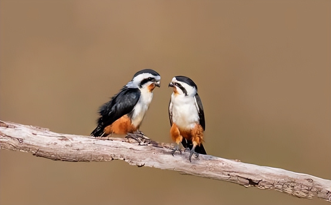 云南有红腿小隼吗,隼是不是最厉害的鸟
