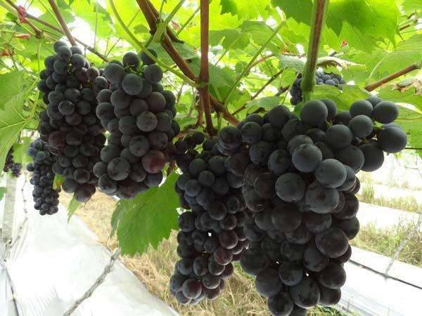 适合南方盆栽的葡萄品种,适合南方种植的葡萄品种有哪些
