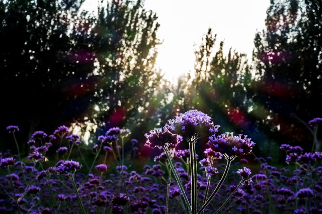 2009年5月文化人的北京聚会6、5月24日晴：参观游览及采风