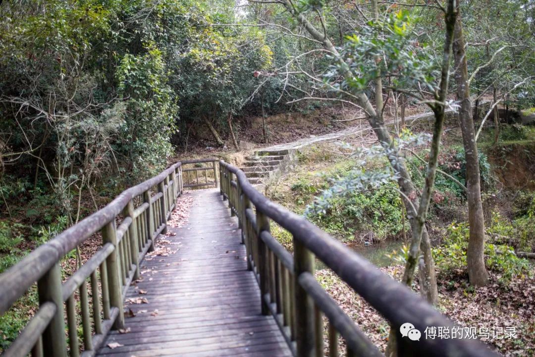 厦门天竺山森林公园旅游攻略,厦门天竺山森林公园步道