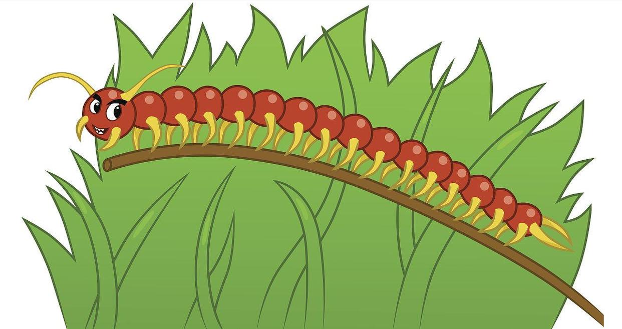 你见过1m长的巨型蜈蚣吗,一只巨型蜈蚣有多大