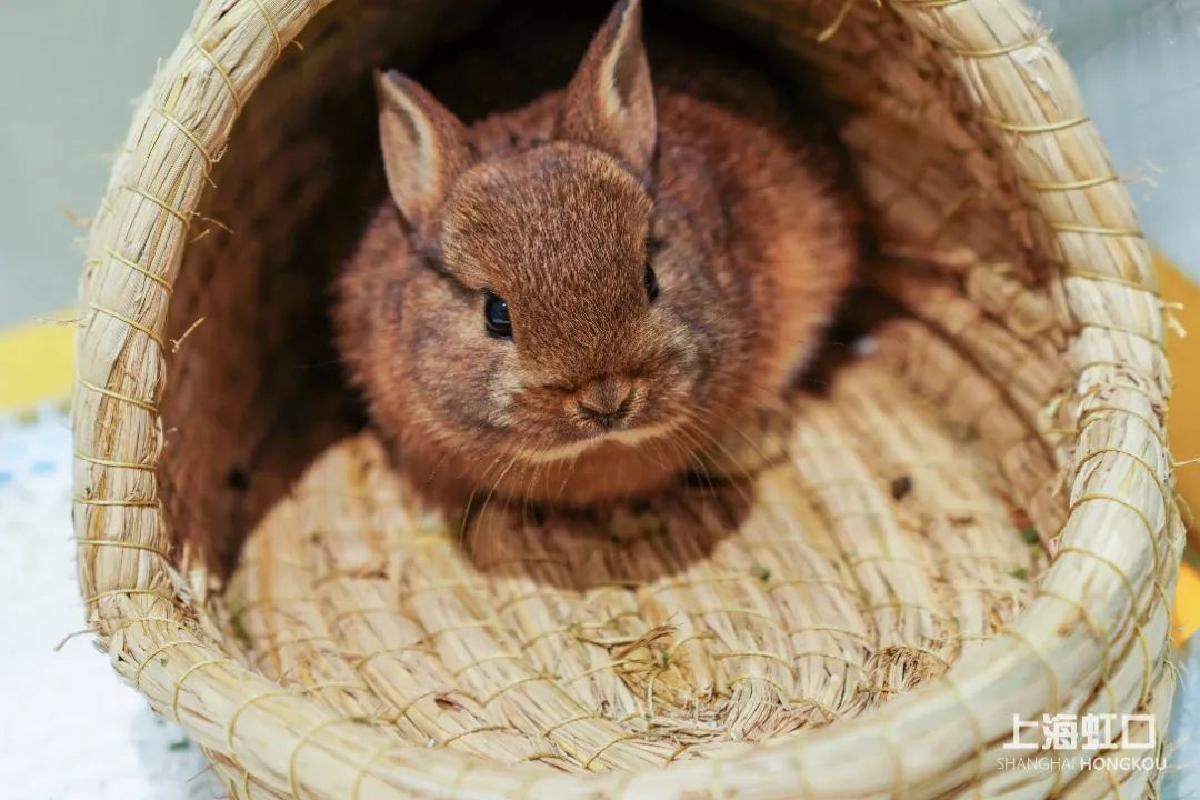 狗道宠物上海嘉定店,狗道宠物百联南方店