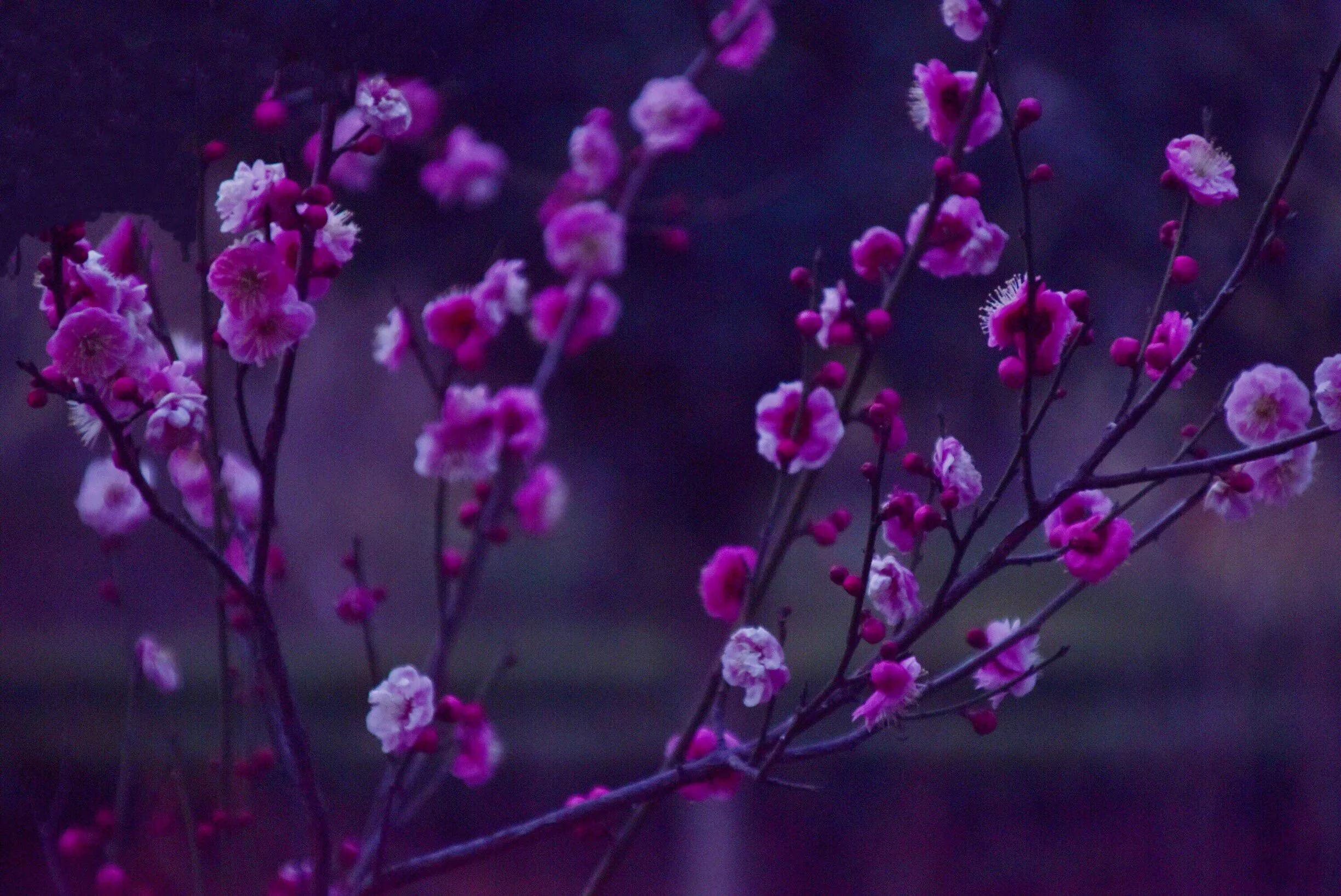 花卉摄影秋日的浪漫,花卉摄影春暖梅花开
