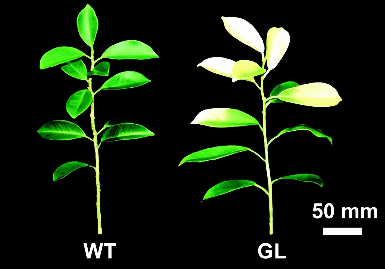 热带植物小果榕光合作用对光抑制的高敏感性