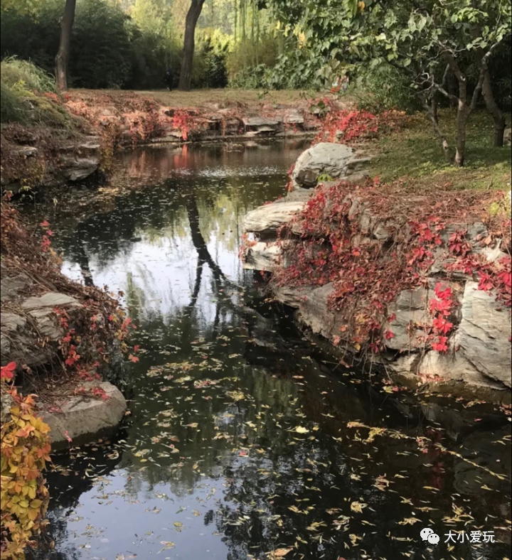 北京赏秋打卡地银杏大道,北京10条最值得打卡赏红叶线路