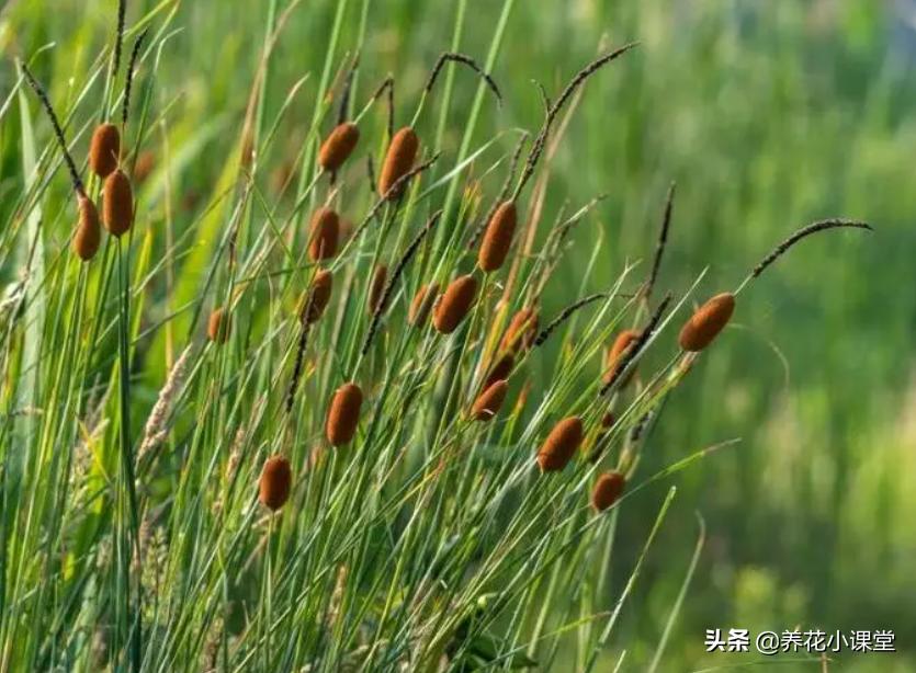 农村常见野草香肠草,香肠草种植前景