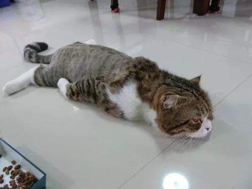 中暑猫咪急救办法图片大全,夏天气温高猫咪怎么降温