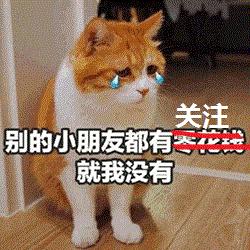 短腿猫优点,短腿猫好养活吗