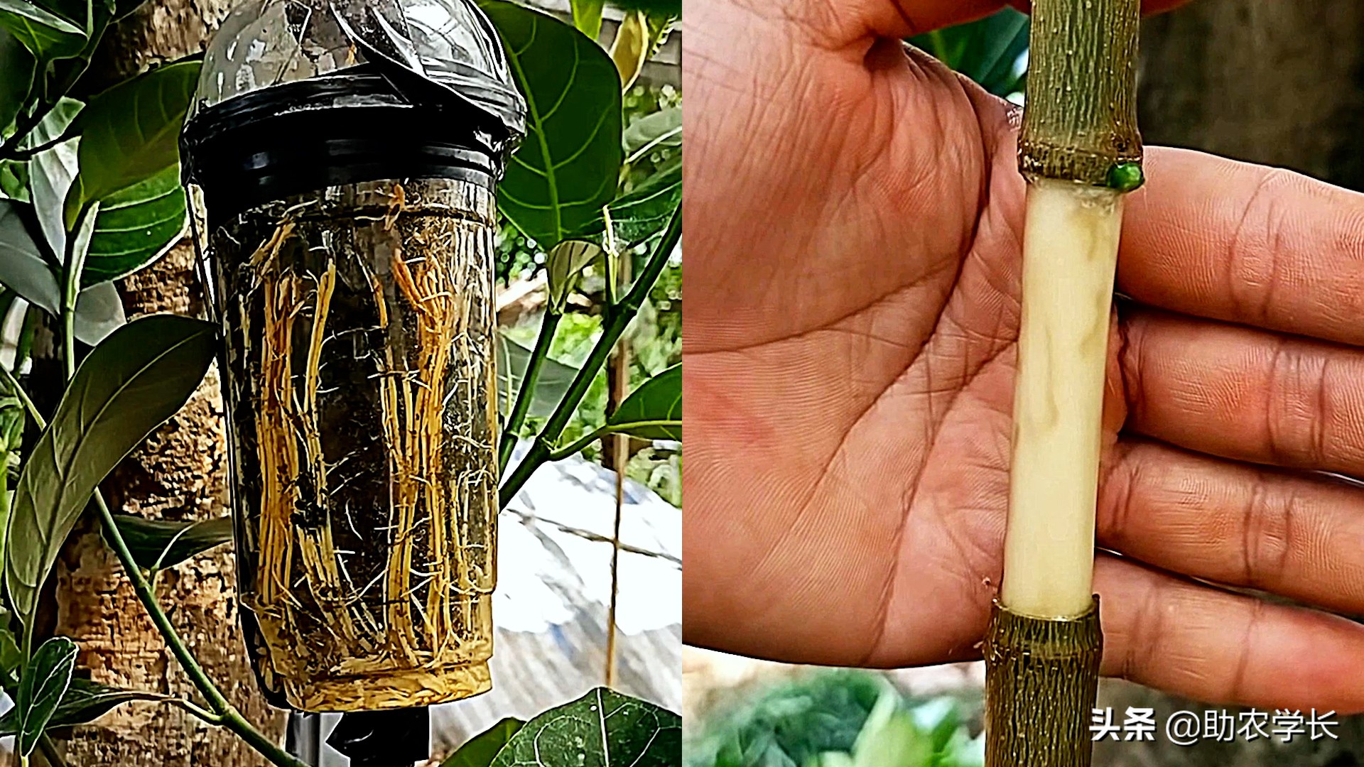 马来西亚1号菠萝蜜种植技术管理,黄肉菠萝蜜的种子种植会结果吗