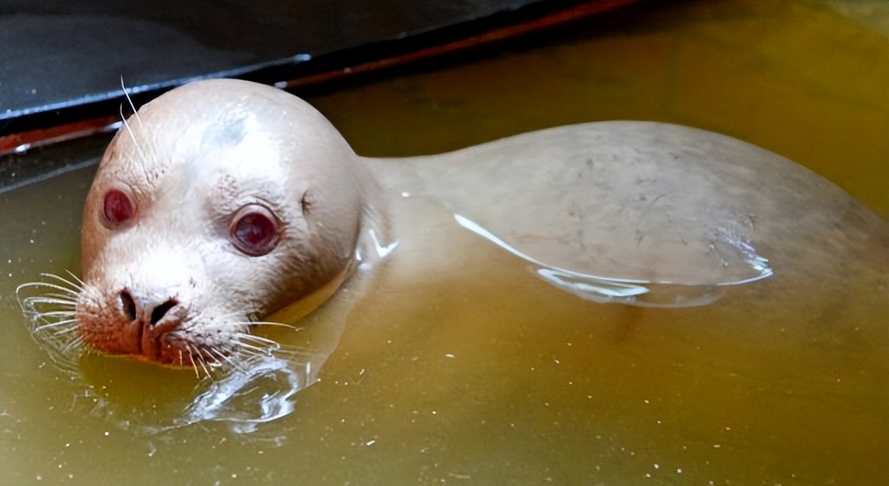 最近出现稀有神兽,国宝级神兽麋鹿