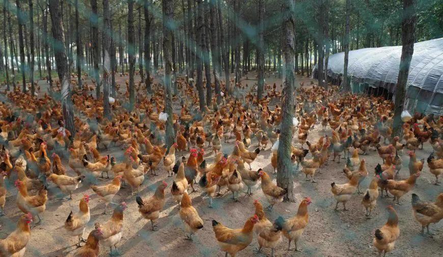 在农村搞养殖哪种可靠又赚钱,农村搞什么养殖不愁销路能赚钱