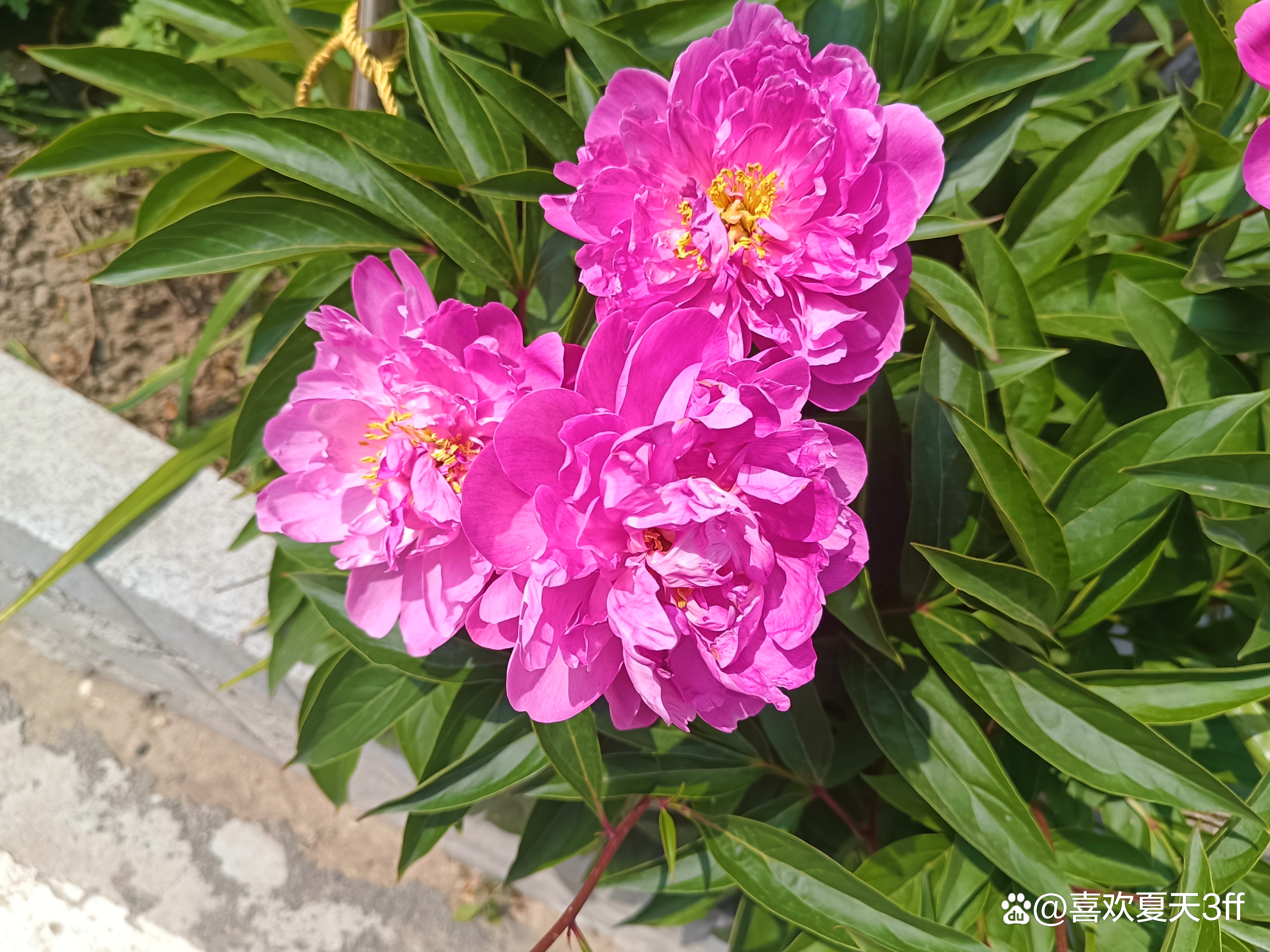 我的拍花日记之十一