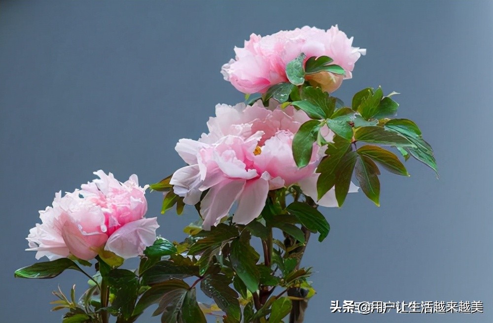 牡丹为什么被称为中国的国花,为什么牡丹能成为中国的国花